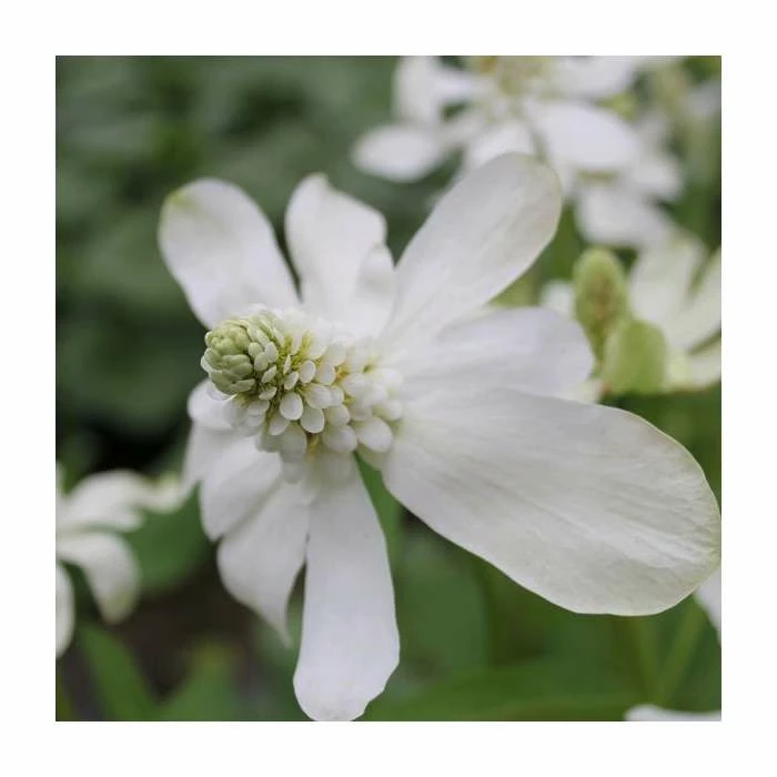 Apache Beads | Anemopsis californicum 4 Apache Beads | Anemopsis californicum - Image 2