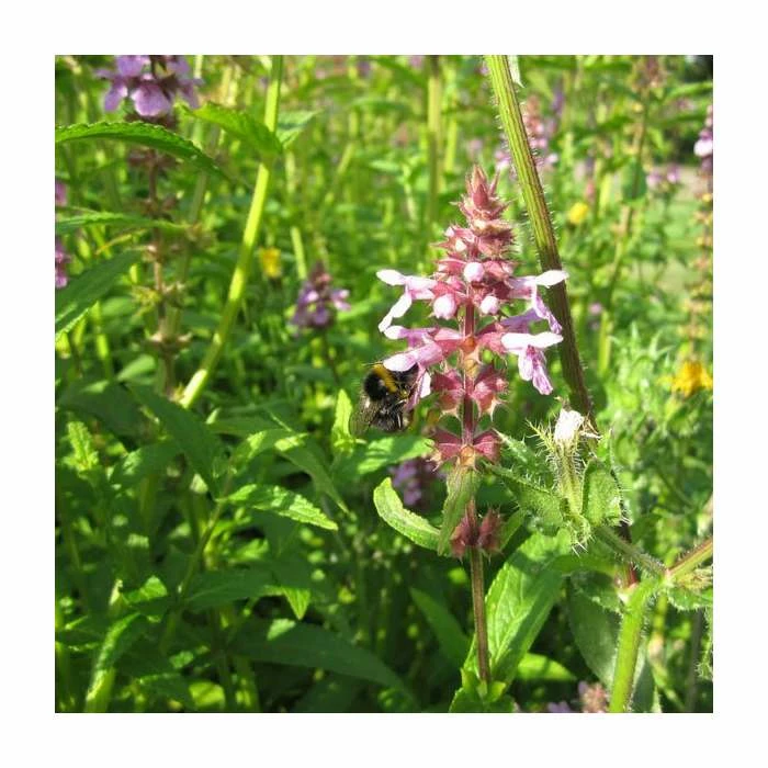Marsh Woundwort | Stachys palustris 3 Marsh Woundwort | Stachys palustris
