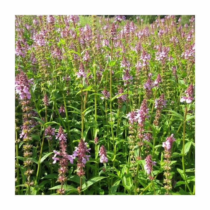 Marsh Woundwort | Stachys palustris 4 Marsh Woundwort | Stachys palustris - Image 2