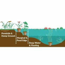 Water Plantain | Alisma plantago-aquaticum 7 Water Plantain | Alisma plantago-aquaticum -Cheap July Plants Store PL0708 add image 1 4323