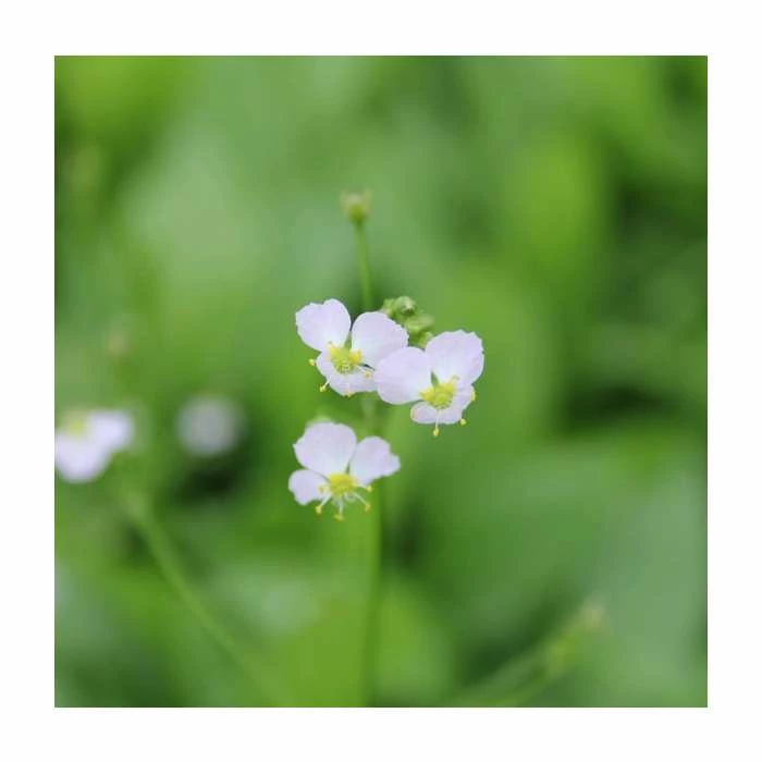 Water Plantain | Alisma plantago-aquaticum 3 Water Plantain | Alisma plantago-aquaticum