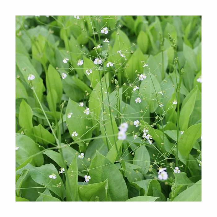 Water Plantain | Alisma plantago-aquaticum 4 Water Plantain | Alisma plantago-aquaticum - Image 2