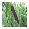 Great Reedmace | Typha latifolia 1 Great Reedmace | Typha latifolia -Cheap July Plants Store PL0720 main image 3d82