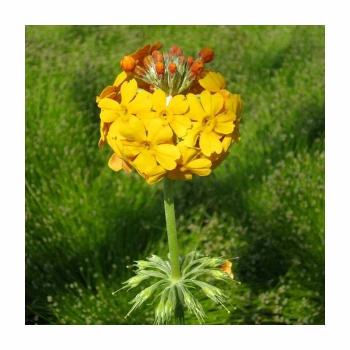 3x Bulley's Primrose Primula bulleyana - 9cm pots 3 3x Bulley's Primrose Primula bulleyana - 9cm pots