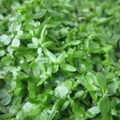 5 Bunches of Common Water Starwort - Callitriche autumnalis