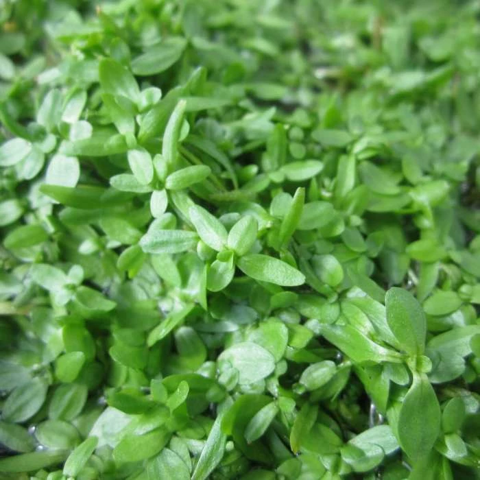 5 Bunches of Common Water Starwort - Callitriche autumnalis 3 5 Bunches of Common Water Starwort - Callitriche autumnalis