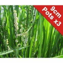 Branched Bur Reed | Sparganium erectum