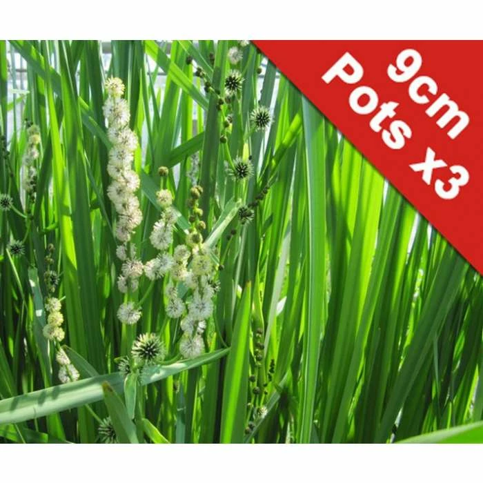 Branched Bur Reed | Sparganium erectum 3 Branched Bur Reed | Sparganium erectum