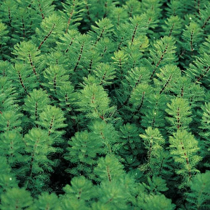 3x Red Stemmed Parrot's Feather Myriophyllum brasiliensis - 9cm pots 4 3x Red Stemmed Parrot's Feather Myriophyllum brasiliensis - 9cm pots - Image 2