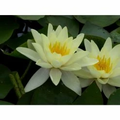 Nymphaea 'Marliacea 'Chromatella' | Water Lily 11 Nymphaea 'Marliacea 'Chromatella' | Water Lily -Cheap July Plants Store PL0759 add image 3 d845