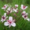 Flowering Rush | Butomus umbellatus 1 Flowering Rush | Butomus umbellatus -Cheap July Plants Store PL0769 main image cc45