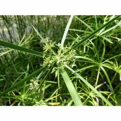 1L Umbrella Plant Cyperus alternifolius 10 1L Umbrella Plant Cyperus alternifolius -Cheap July Plants Store PL0780 add image 1 2929