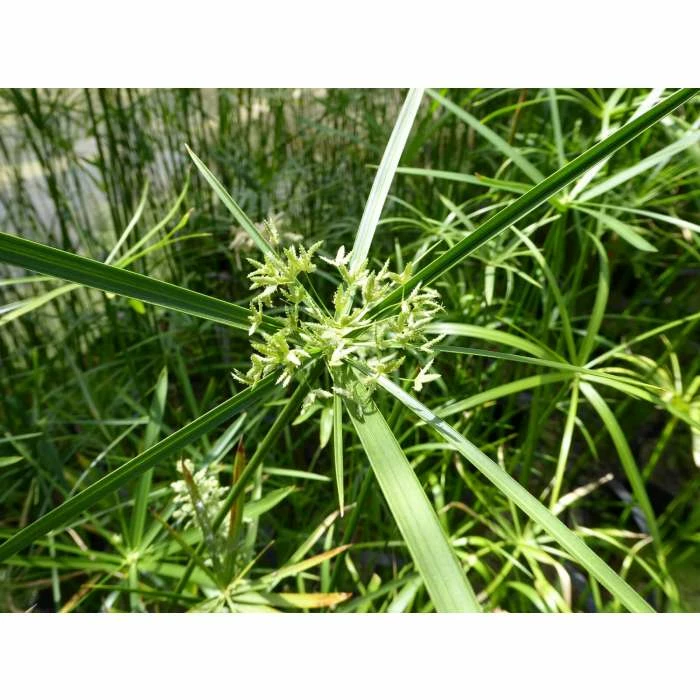 1L Umbrella Plant Cyperus alternifolius 5 1L Umbrella Plant Cyperus alternifolius - Image 3