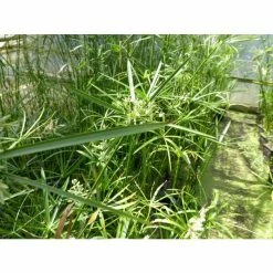 1L Umbrella Plant Cyperus alternifolius 11 1L Umbrella Plant Cyperus alternifolius -Cheap July Plants Store PL0780 add image 2 793e