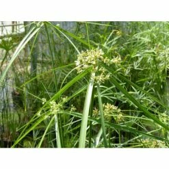 1L Umbrella Plant Cyperus alternifolius 12 1L Umbrella Plant Cyperus alternifolius -Cheap July Plants Store PL0780 add image 3 d1a4