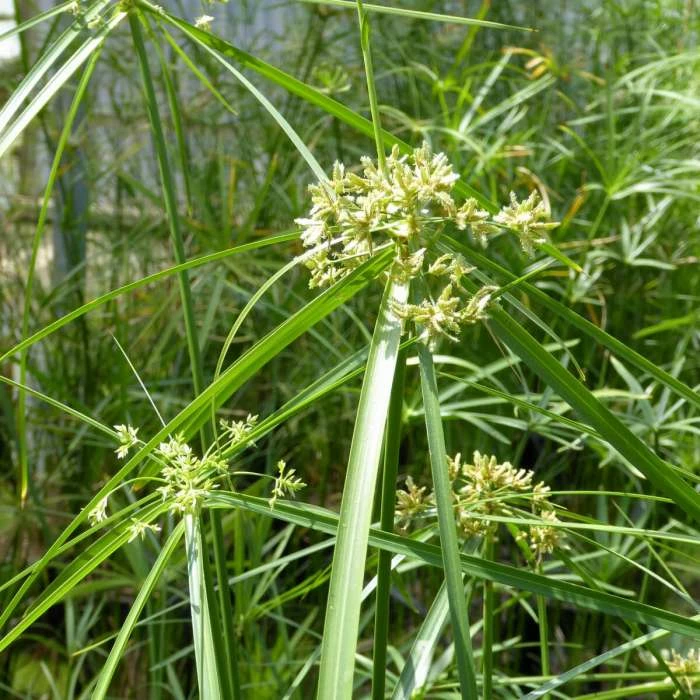 1L Umbrella Plant Cyperus alternifolius 4 1L Umbrella Plant Cyperus alternifolius - Image 2