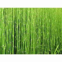 1L Scouring Rush Equisetum hyemale -Cheap July Plants Store PL0785 add image 3 eef5