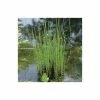 1L Scouring Rush Equisetum hyemale -Cheap July Plants Store PL0785 main image 9bcf