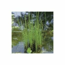 1L Scouring Rush Equisetum hyemale
