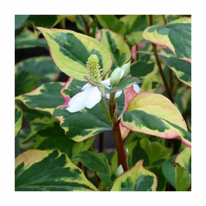 Orange Peel Plant | Houttuynia cordata 'Chameleon' 3 Orange Peel Plant | Houttuynia cordata 'Chameleon'