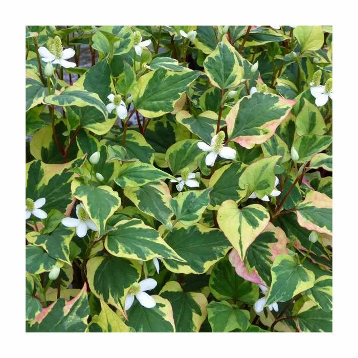 Orange Peel Plant | Houttuynia cordata 'Chameleon' 4 Orange Peel Plant | Houttuynia cordata 'Chameleon' - Image 2