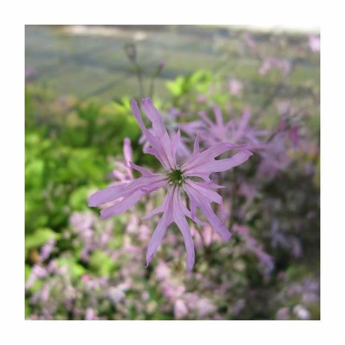 1L Ragged Robin Lychnis flos-cuculi 3 1L Ragged Robin Lychnis flos-cuculi