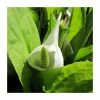 Asian Skunk Cabbage | Lysichiton camtschatcensis -Cheap July Plants Store PL0822 main image 918d