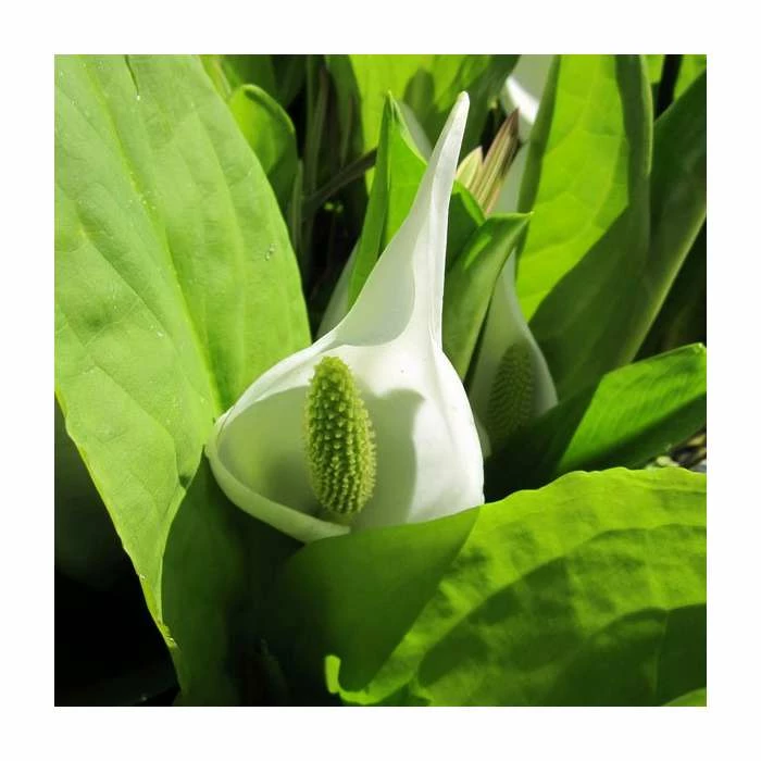 Asian Skunk Cabbage | Lysichiton camtschatcensis 3 Asian Skunk Cabbage | Lysichiton camtschatcensis
