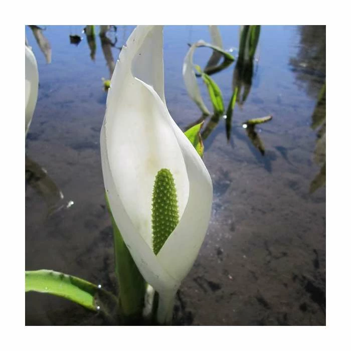 Asian Skunk Cabbage | Lysichiton camtschatcensis 4 Asian Skunk Cabbage | Lysichiton camtschatcensis - Image 2