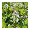 Bogbean | Menyanthes trifoliata -Cheap July Plants Store PL0833 main image d357