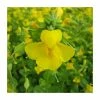 Yellow Monkey Flower | Mimulus guttatus 1 Yellow Monkey Flower | Mimulus guttatus -Cheap July Plants Store PL0836 main image cbbb