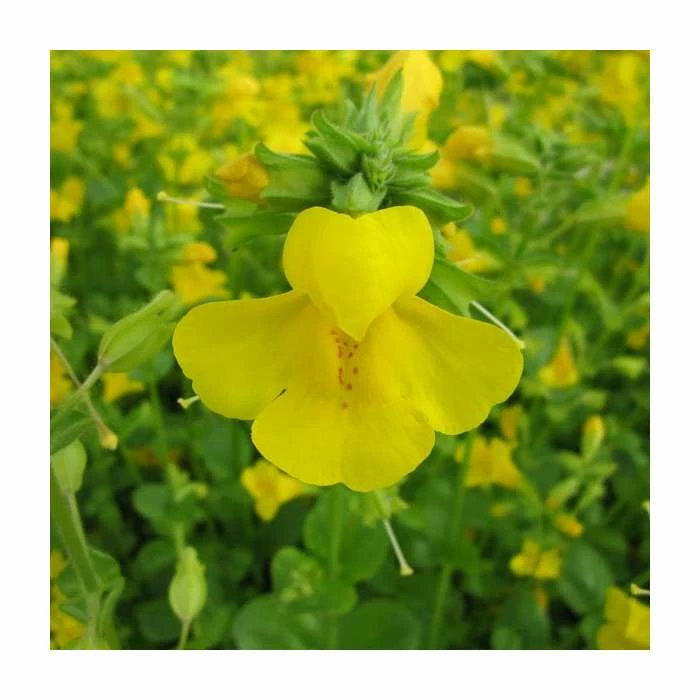 Yellow Monkey Flower | Mimulus guttatus 2 Yellow Monkey Flower | Mimulus guttatus