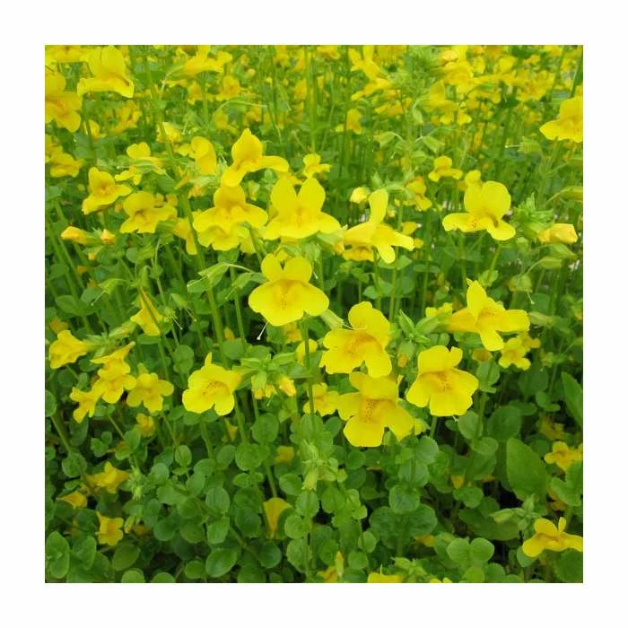 Yellow Monkey Flower | Mimulus guttatus 3 Yellow Monkey Flower | Mimulus guttatus - Image 2