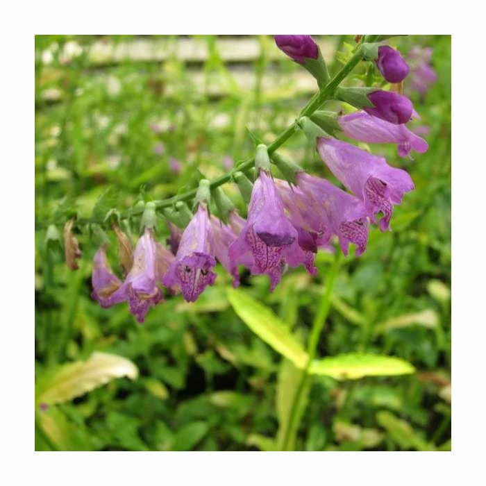 1L Obedient Plant Physostegia virginiana 3 1L Obedient Plant Physostegia virginiana