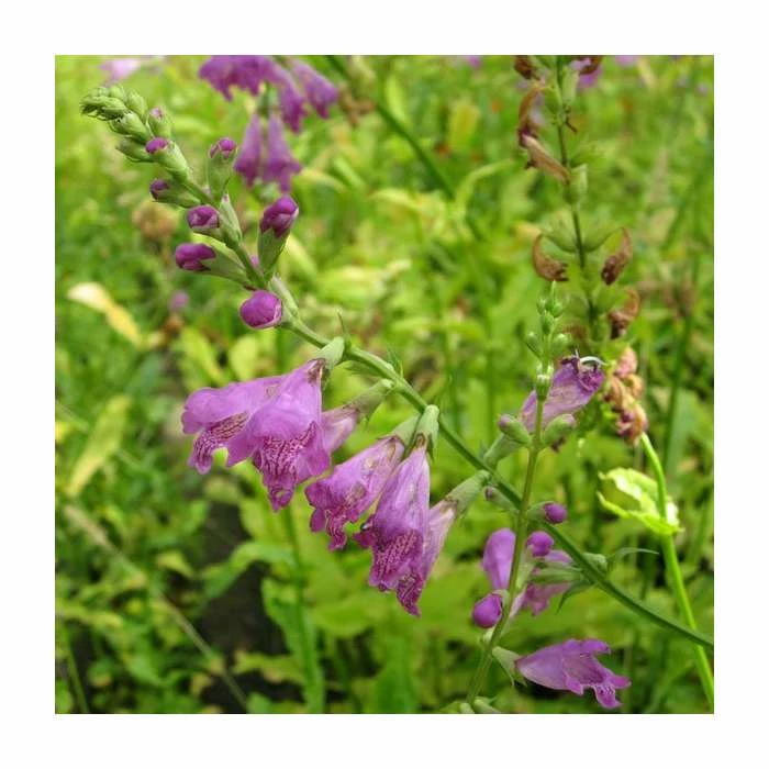 1L Obedient Plant Physostegia virginiana 4 1L Obedient Plant Physostegia virginiana - Image 2