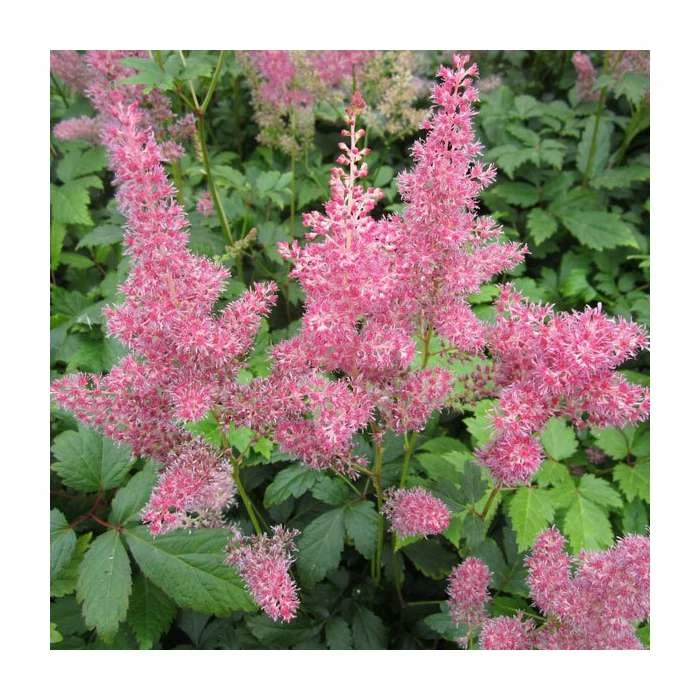 1L Spirea Pink Astilbe Arendsii Pink 3 1L Spirea Pink Astilbe Arendsii Pink