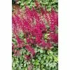 1L Spirea Red Astilbe Arendsii Red