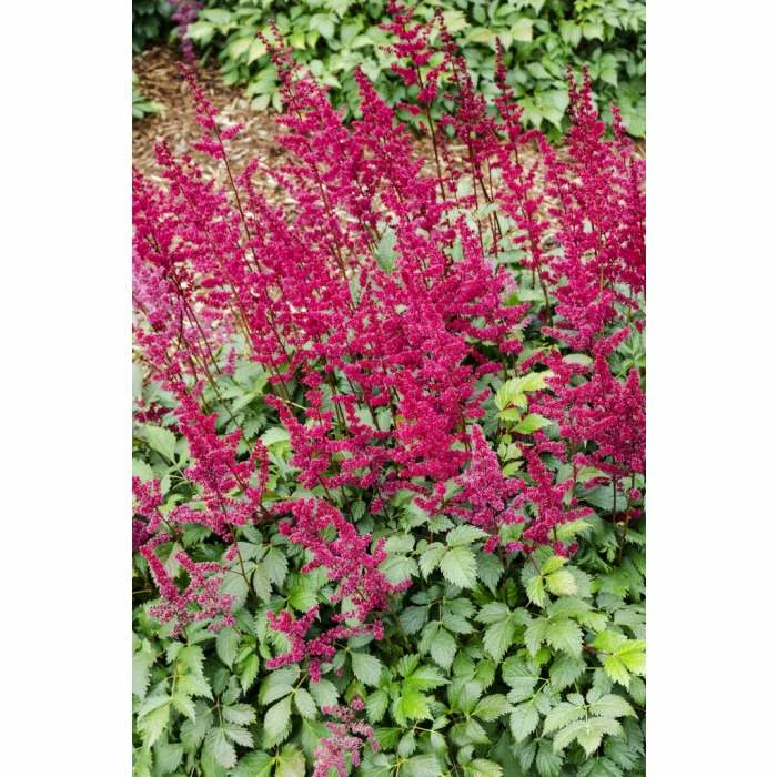 1L Spirea Red Astilbe Arendsii Red 3 1L Spirea Red Astilbe Arendsii Red
