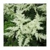 1L Spirea White Astilbe Arendsii White 2 1L Spirea White Astilbe Arendsii White -Cheap July Plants Store PL0882 main image 0b87