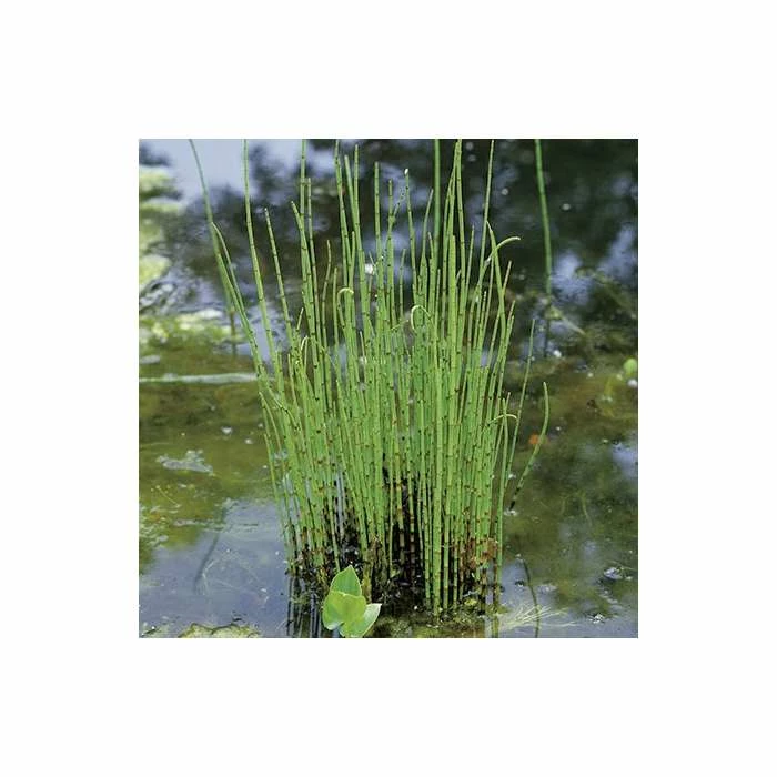 Scouring Rushes | Equisetum hyemale 3 Scouring Rushes | Equisetum hyemale