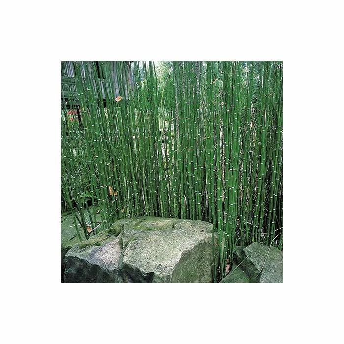 Scouring Rushes | Equisetum hyemale 4 Scouring Rushes | Equisetum hyemale - Image 2