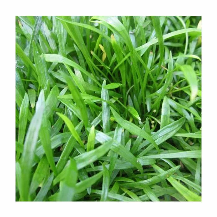 Micro Sword | Lilaeopsis brasilensis 3 Micro Sword | Lilaeopsis brasilensis