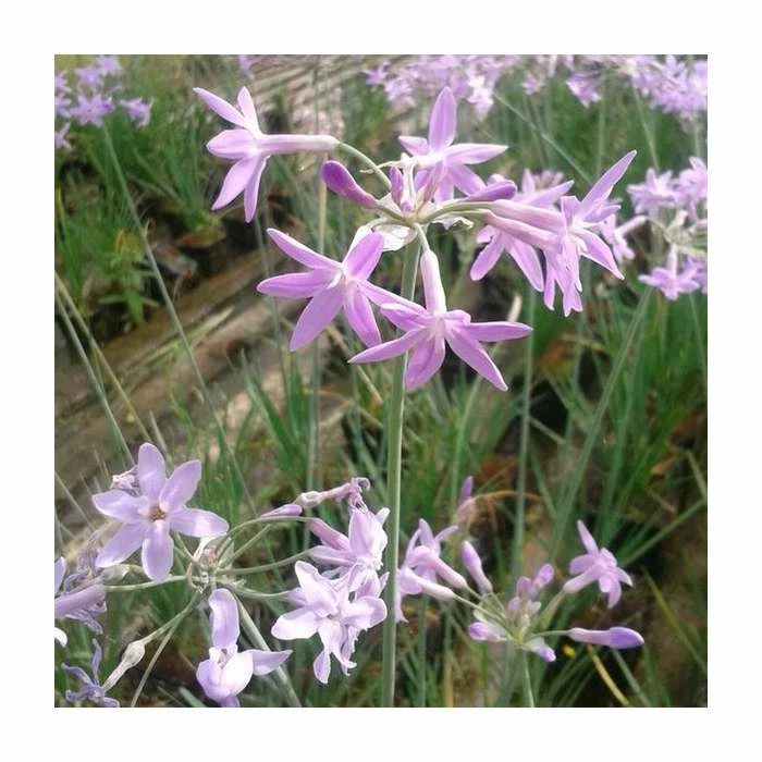 Society Garlic | Tulbaghia violacea 3 Society Garlic | Tulbaghia violacea