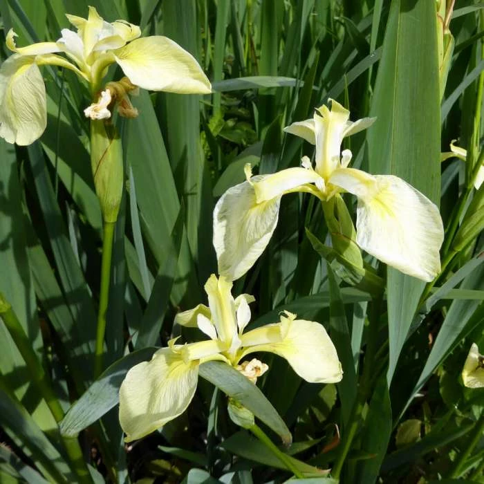 1L Yellow Flag Iris 'Bastardii' Iris pseudacorus 'Bastardii' 4 1L Yellow Flag Iris 'Bastardii' Iris pseudacorus 'Bastardii' - Image 2