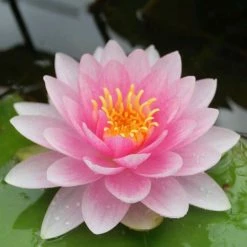 Nymphaea 'Hollandia' | Water Lily 9 Nymphaea 'Hollandia' | Water Lily -Cheap July Plants Store PL0970 add image 2 d465