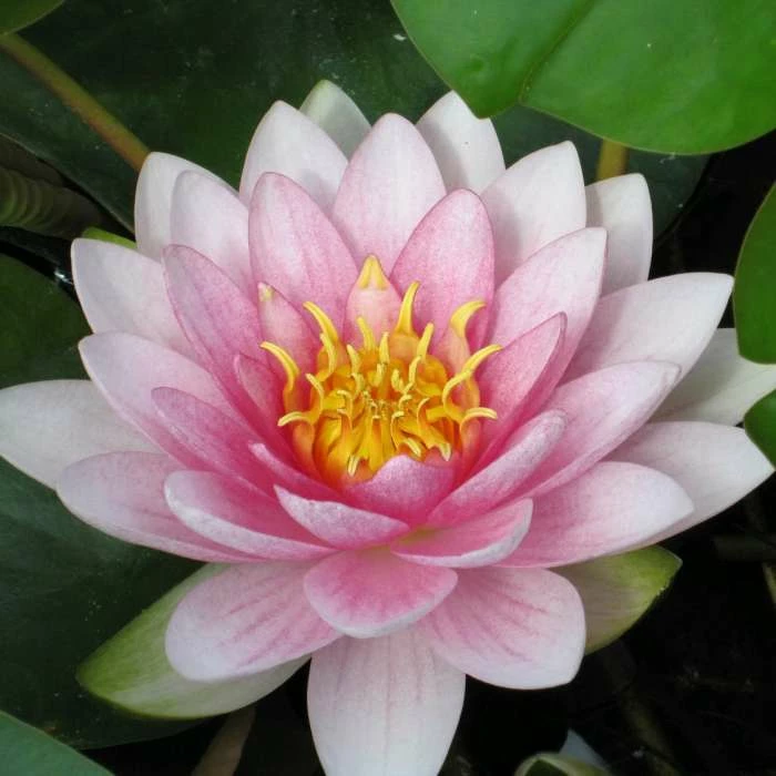 Nymphaea 'Hollandia' | Water Lily 4 Nymphaea 'Hollandia' | Water Lily - Image 2