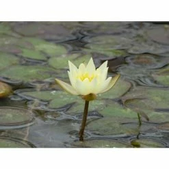 Nymphaea pygmaea 'Helvola' | Water Lily 12 Nymphaea pygmaea 'Helvola' | Water Lily -Cheap July Plants Store PL0973 add image 3 4569