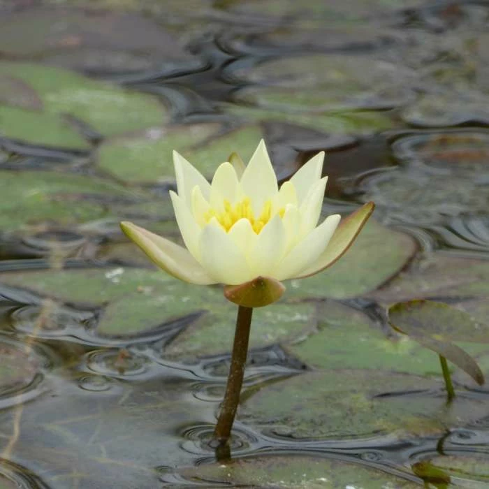 Nymphaea pygmaea 'Helvola' | Water Lily 4 Nymphaea pygmaea 'Helvola' | Water Lily - Image 2