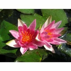 Nymphaea pygmaea 'Rubra' | Water Lily -Cheap July Plants Store PL0974 add image 1 3f55
