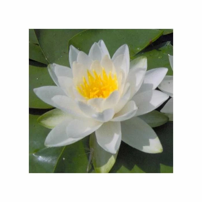 Nymphaea virginalis | Water Lily 4 Nymphaea virginalis | Water Lily - Image 2